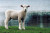 lamb