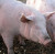 pig