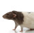 rat