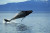 whale