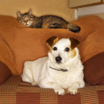 animals-pets